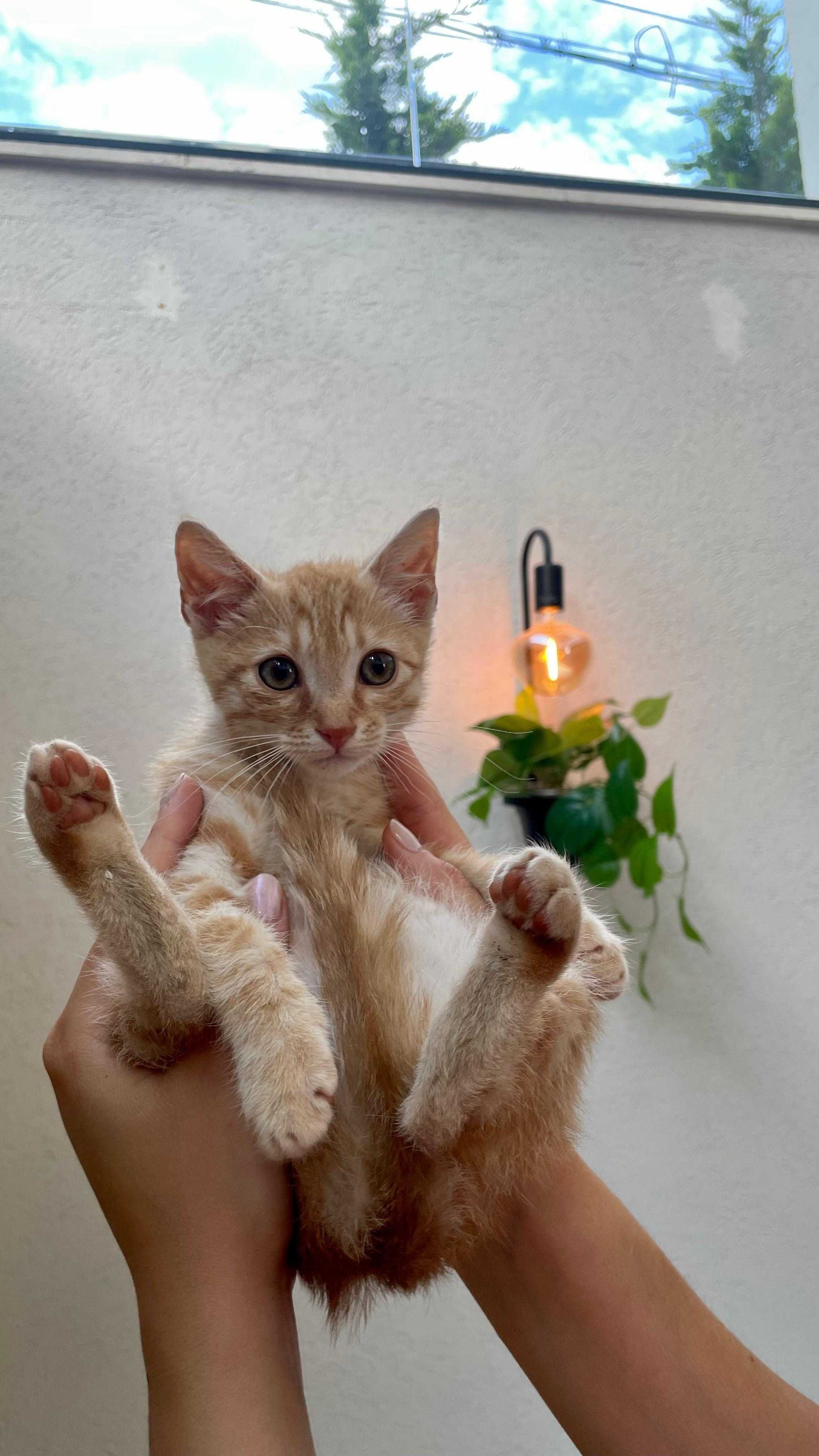Motanel portocaliu 7 saptamani pt adoptie