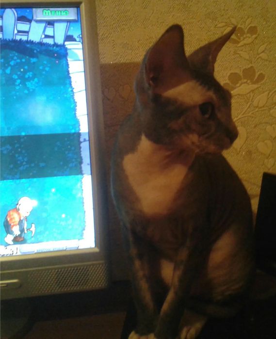 Кот канадский сфинкс на вчзку