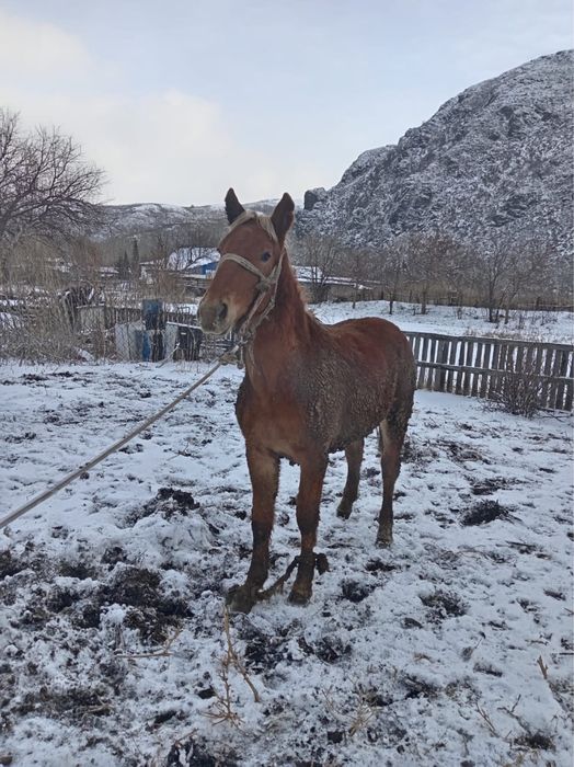 Тайлар сатамын 1,5 жасар семиз откормдагы.