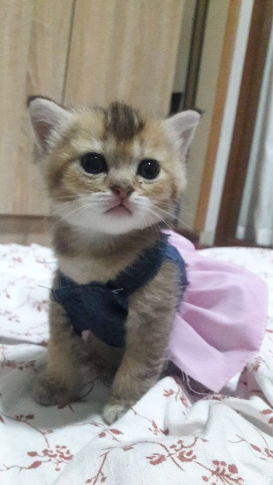 Mushuk sotiladi zoti shinshila jinsi qiz bola soglom 2 oylik