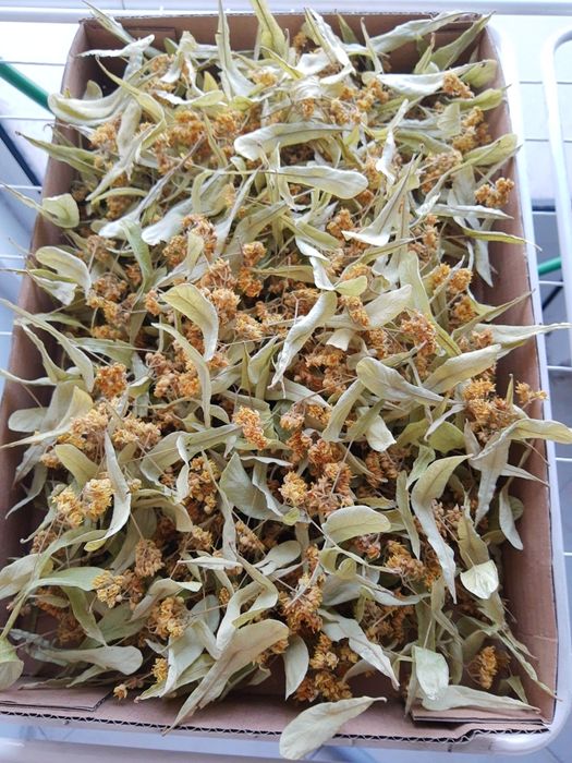 Липов цвят за чай