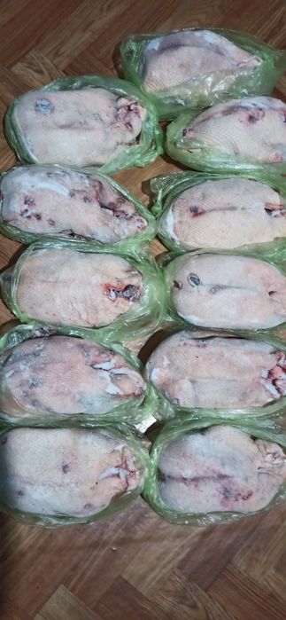 Продам диких гусей