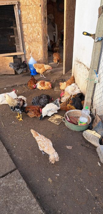 Vând oua de incubat