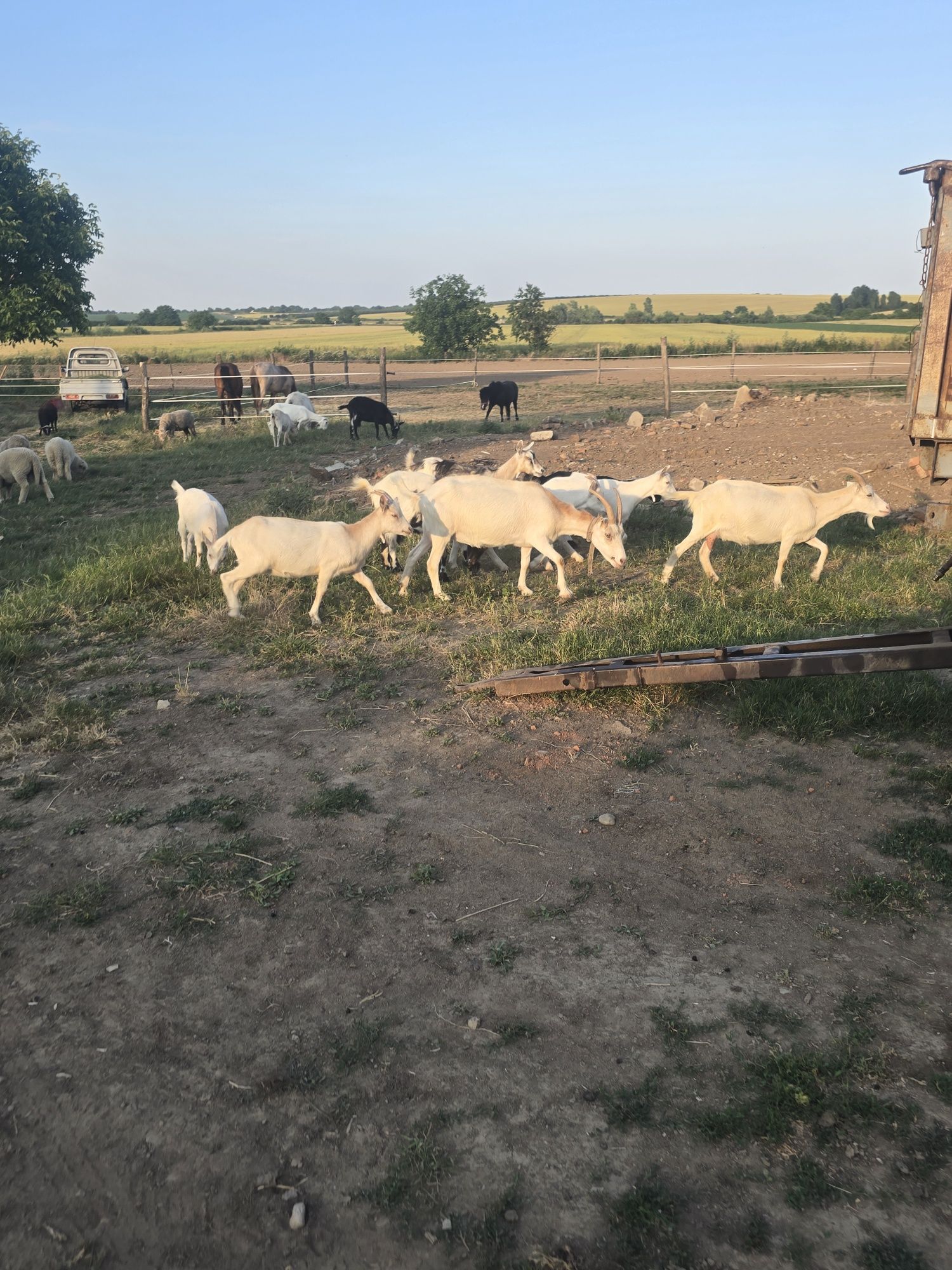 De vânzare capre și iezi sănătoși