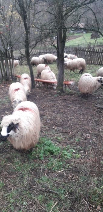 Se vînd 20 de mioare și un berbec bucalau