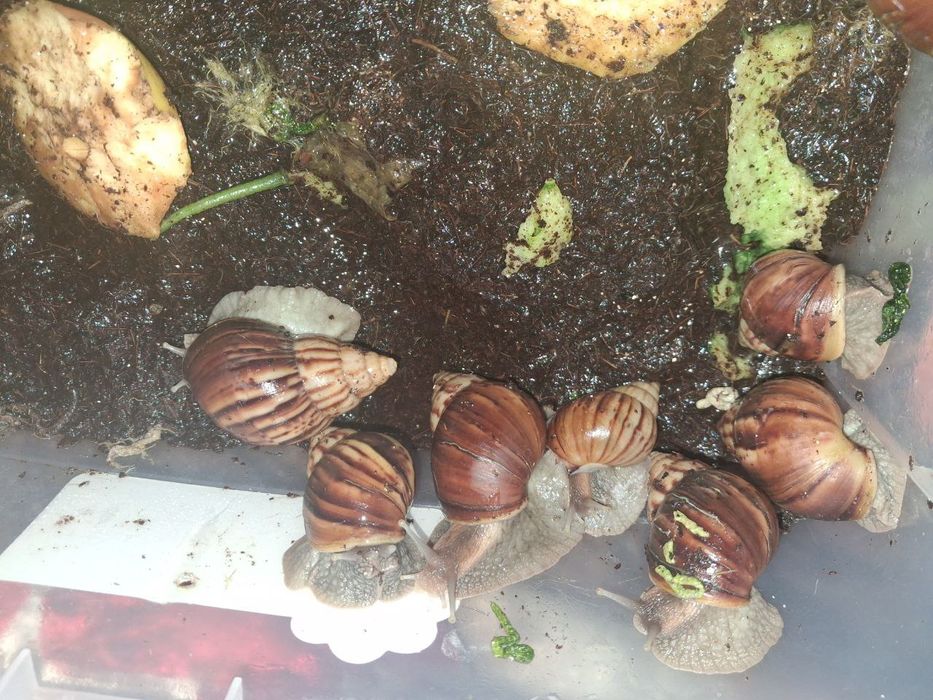 Qora bosh ulitkalar! Sogʻlom, aktiv, toza, terapiyaga tayyor.