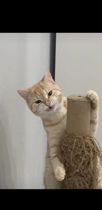 Кот, рыжий, красивый