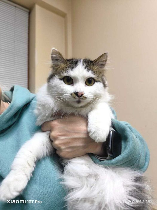 В добрые руки отдадим пушистого котика