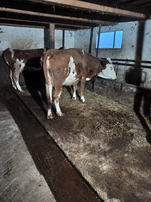 Vand vaca bălțată