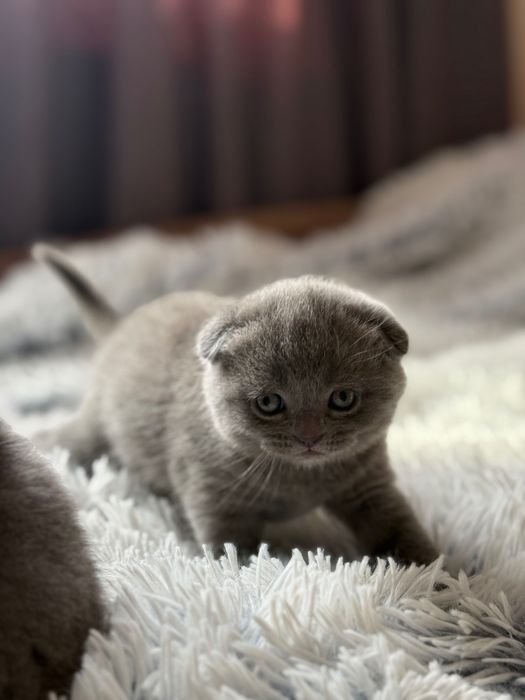 Мъжко шотландско клепоухо