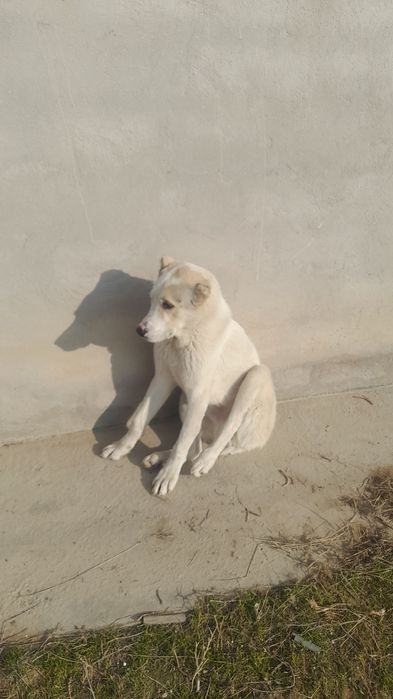 Ақ Алабай бар Еркек.