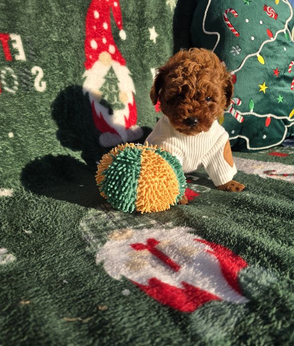 Запазено! Пудел той/Toy poodle/Момчета 100% той