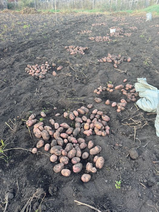 Картошка сатылады бағасы 230 Асубулақтын картошкасы  доставка тегін