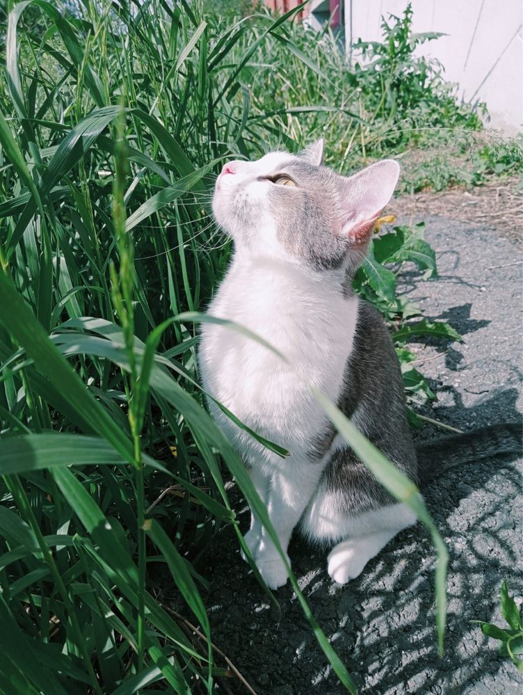 кошка бесплатноо