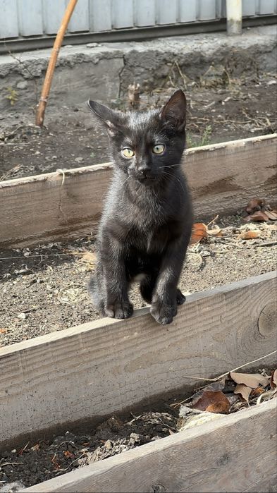 Отдам котенка девочка