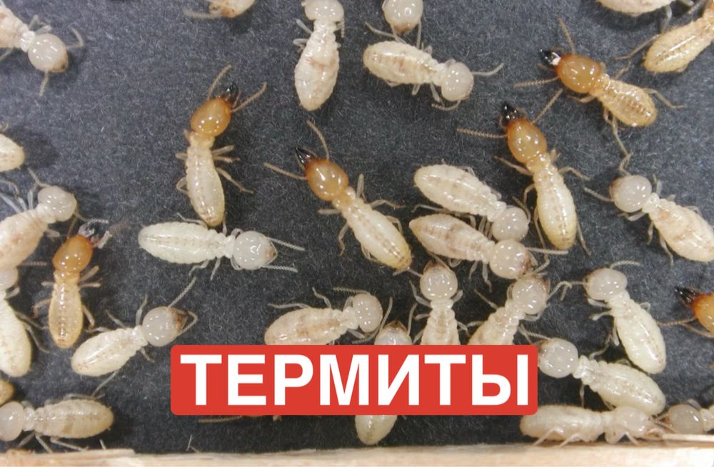 Обработка от клопов, термитов и тараканов