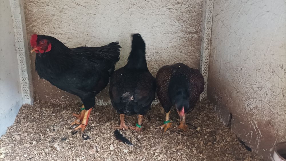 Combatant indian promoție