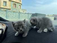 Мушукчалар сотилади срочно