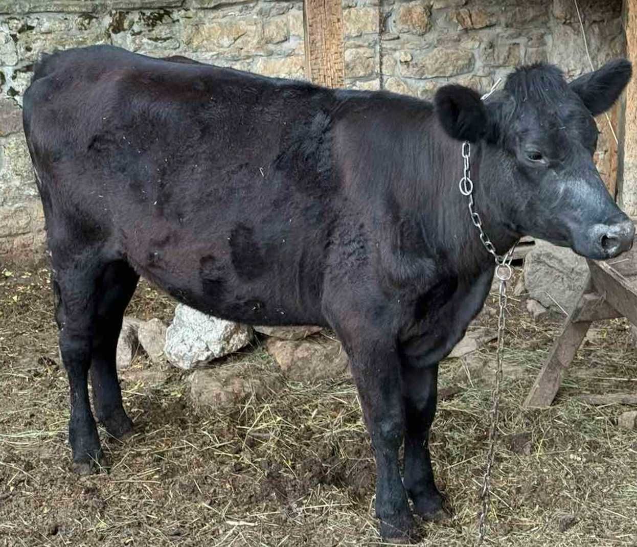 Крава юница абърдийн