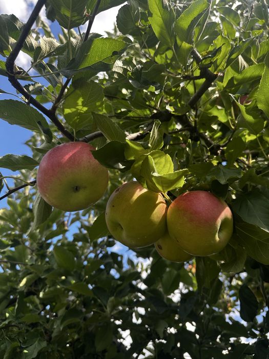 Mere idared de vanzare