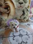 Catelusa bichon matez talie micuta