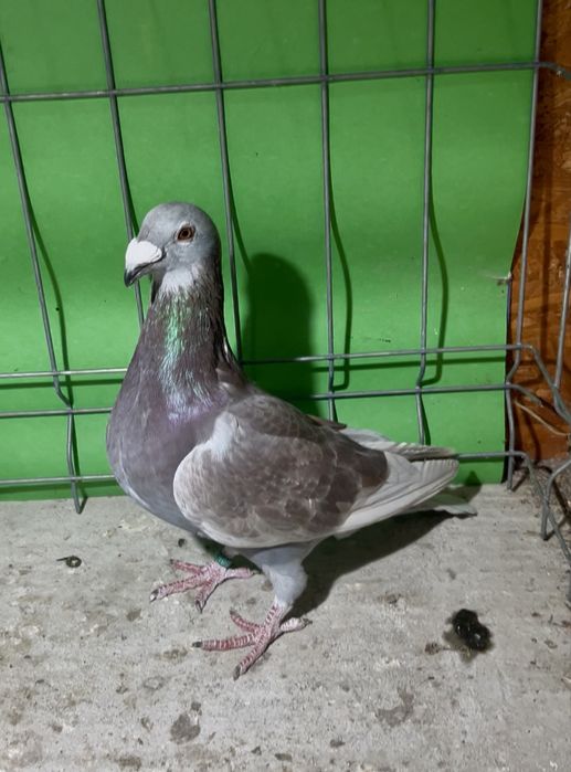 Porumbei voiajori de ornament 2025