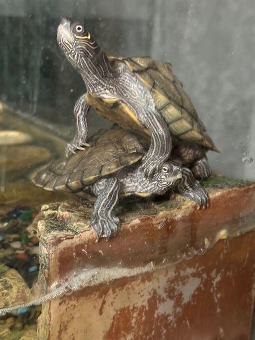 donez broaște,cu acvariu