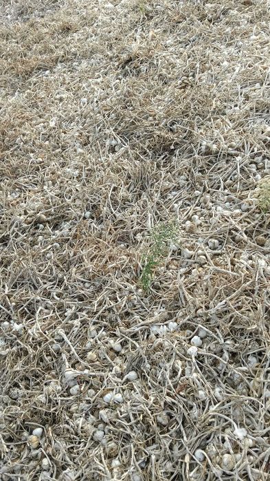 Vand usturoi romanesc