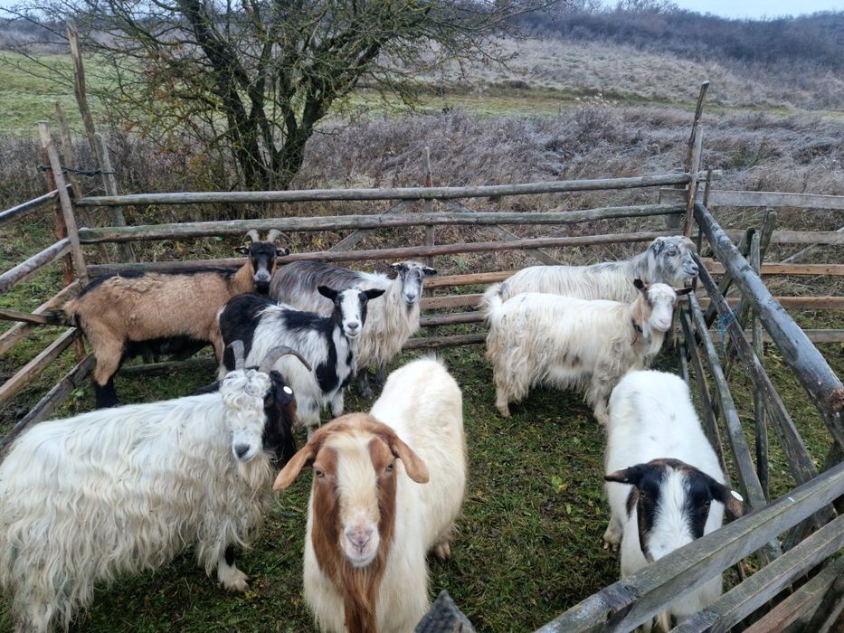 Vand 7 capre și 1 tap