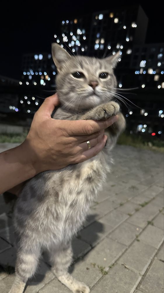 Котик ищет дом.