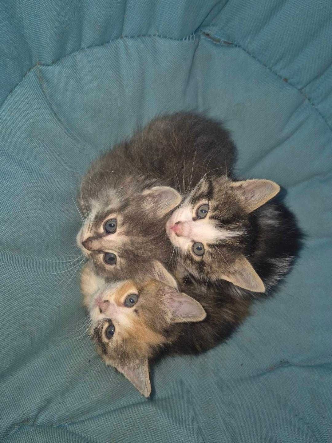 Подарявам котенца