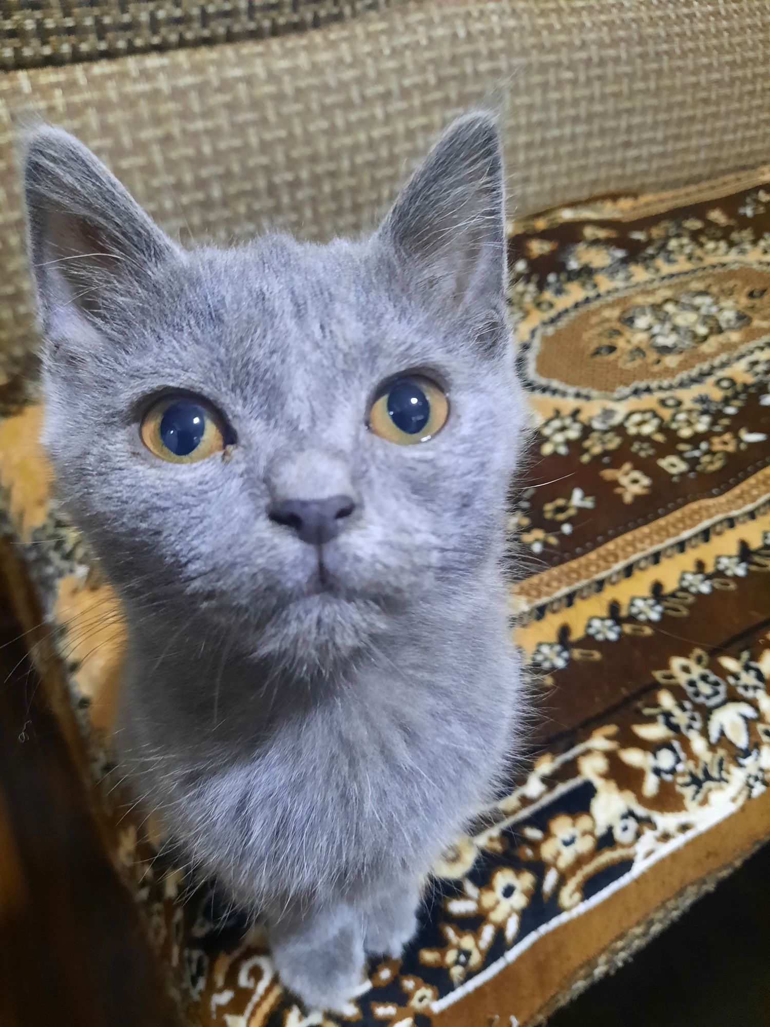 Мушук сотилади  серий