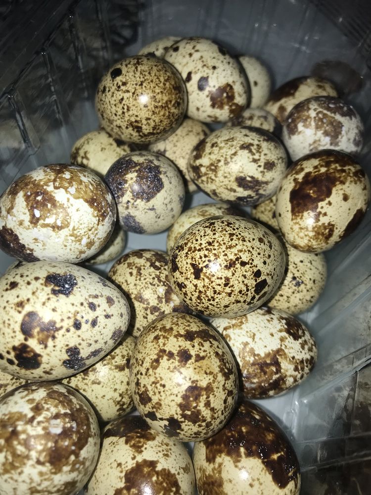Ouă proaspete de prepeliță