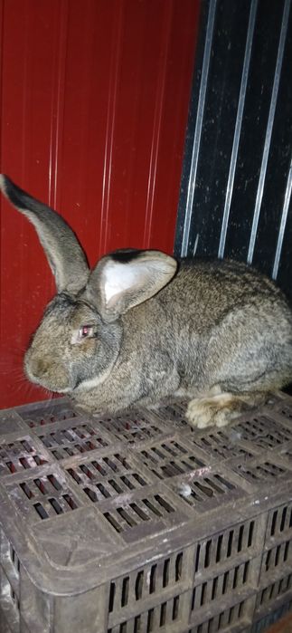 Vand   uriași german mascul si femela