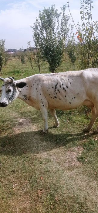 Ona bola sigir sotiladi