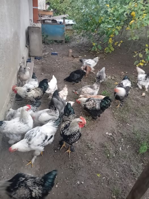 Vând cocoși crescuți la curte