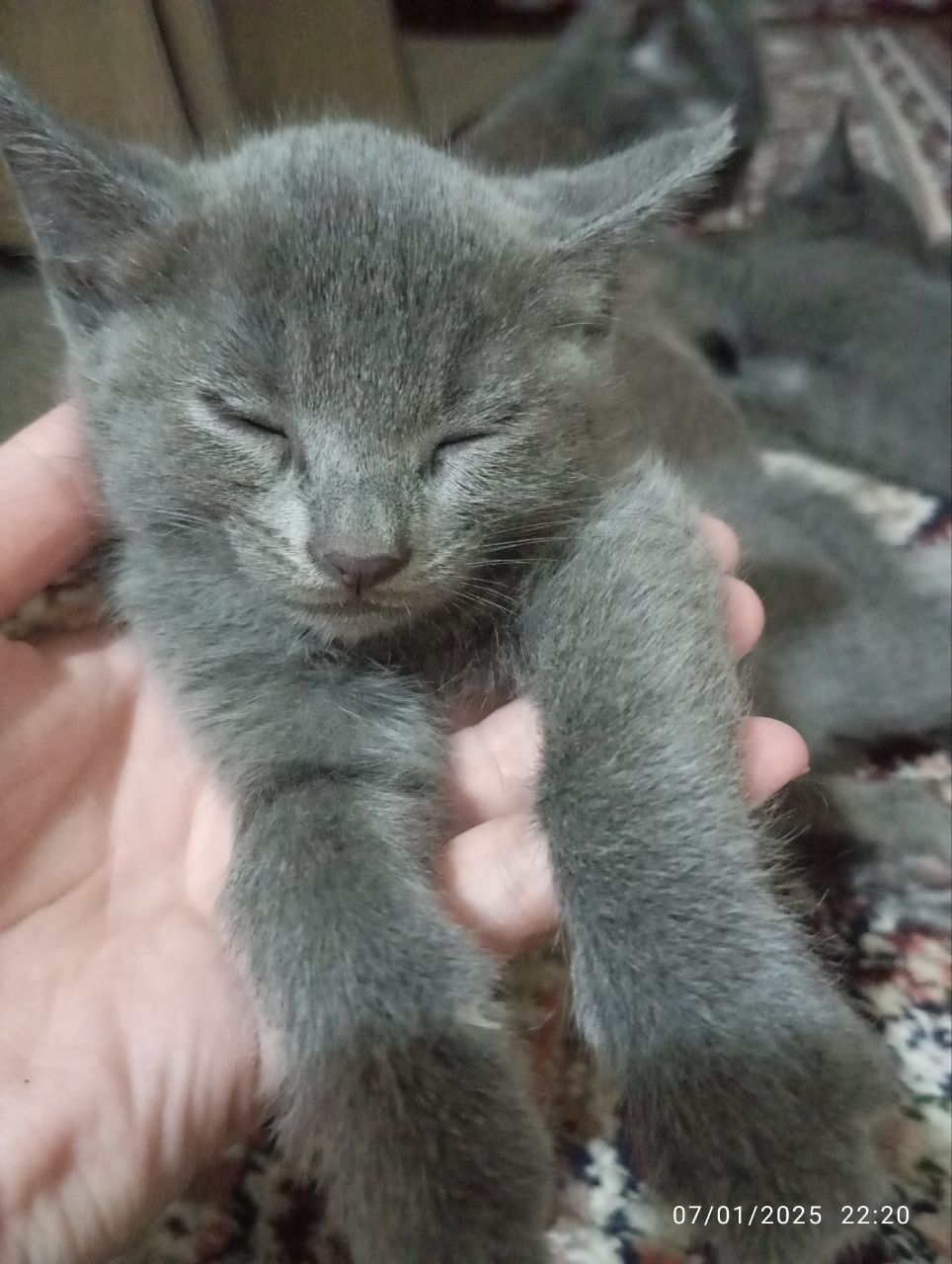 Mushukchalar 1yarim oylik. Latok bilishadi.jinsi ayol.