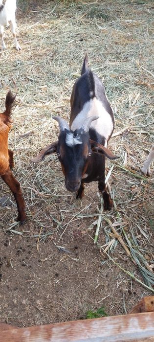 Țap metis de Lamacha
