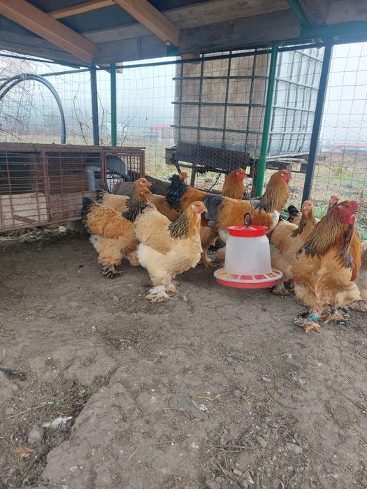 Brahma Columbia disponibil