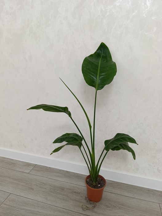 Шикарная Стрелиция