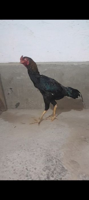 Дакан шожелер бар срочно сатылады