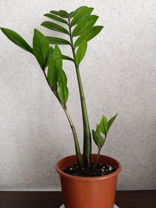 Продам комнатный цветок