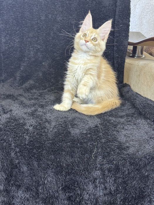 Мейн-кун котята продаётся