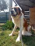 Donez Saint Bernard femelă