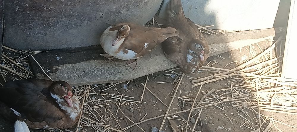 Обмен  мускусных уток на других птиц