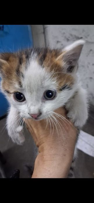 Котята бесплатно