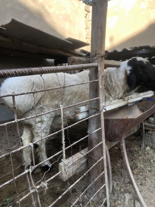 Қўчқор қарақулоқ