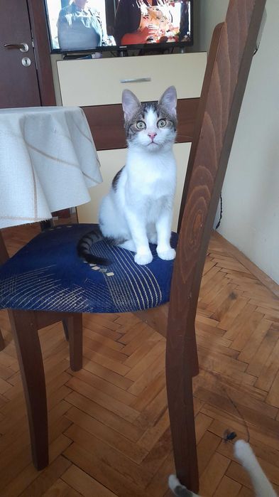 Мони търси дом и добри стопани!