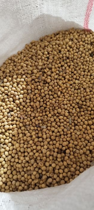 Vând soia producție 2025