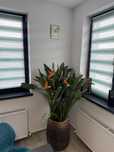 Planta PASAREA PARADISULUI - Strelitzia reginae